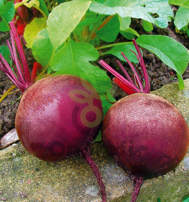 Свекла столовая Детройт, 5гр (фасовка)