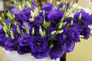 (п.ф.) Эустома Джульетта Блю F1, 100 шт (№12-27)