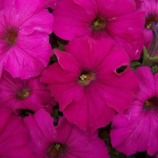 (п.ф.) Петуния Дримс Неон Роуз,