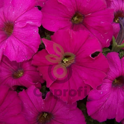 (п.ф.) Петуния Дримс Неон Роуз,