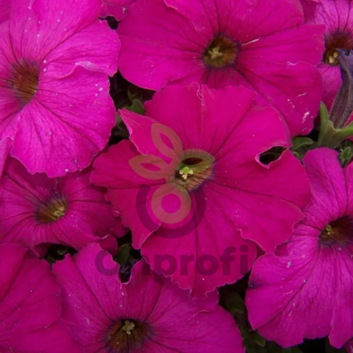 (п.ф.) Петуния Дримс Неон Роуз,