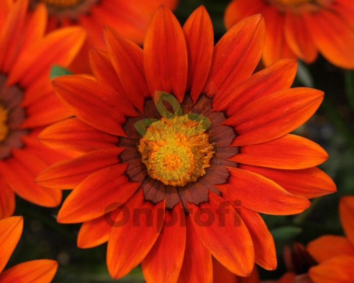 (п.ф.) Гацания Нью Дей Бронз Шейд F1,