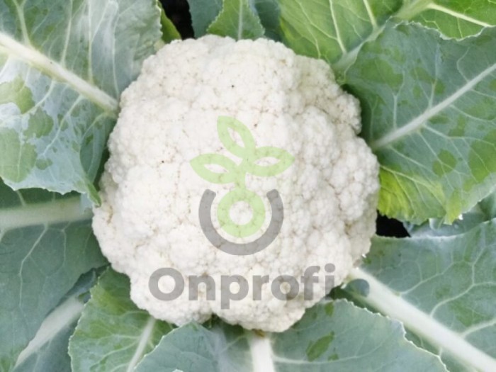 (м.ф.) Капуста цветная Альфа 0,5г 