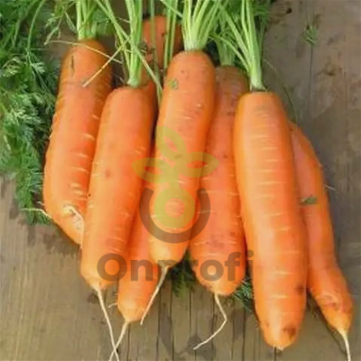 Морковь Бейби (фр.1,6-1,8),