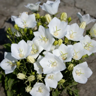 (п.ф.) Колокольчик Карпатский Перл Вайт F1,