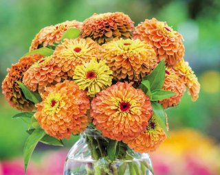 (п.ф.) Цинния Квини Лайм Оранж,