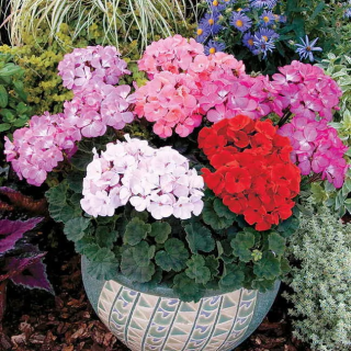 (п.ф.) Пеларгония Нано Микс F1,