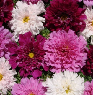 (п.ф.) Космея Махровая кнопка,