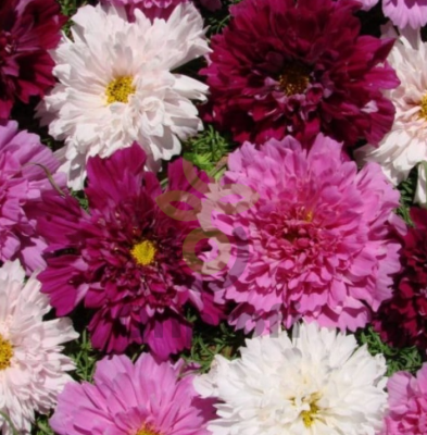 (п.ф.) Космея Махровая кнопка, 1гр (№6-797)