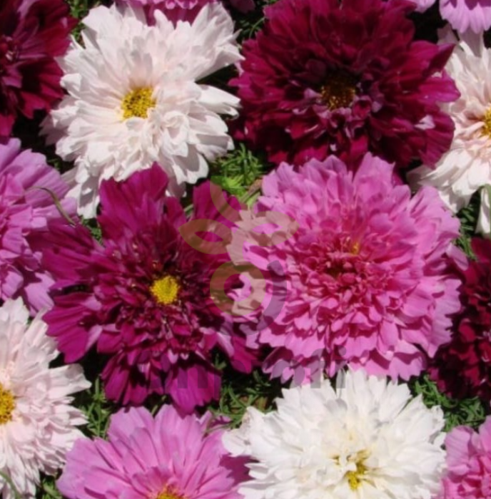 (п.ф.) Космея Махровая кнопка,