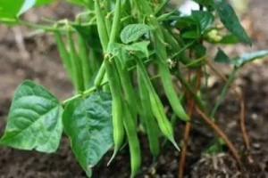 Фасоль овощная Сакса без волокна 615, 10гр (фасовка)