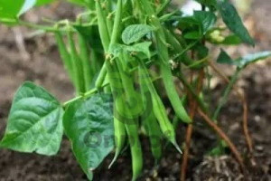 Фасоль овощная Сакса без волокна 615, 10гр (фасовка)