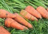 Морковь Шантанэ, 15гр