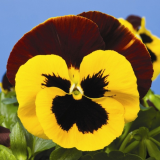 (п.ф.) Виола Виттрока Матрикс Ред Винг F1,