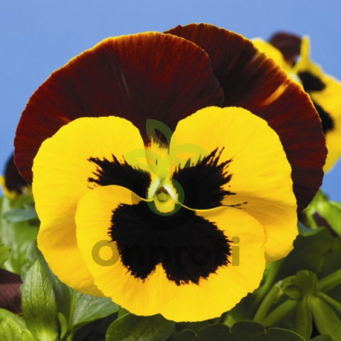 (п.ф.) Виола Виттрока Матрикс Ред Винг F1, 250 шт (№4-7)