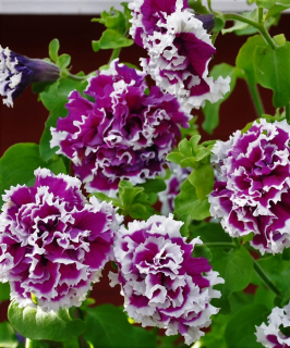 (п.ф.) Петуния Пируэт Парпл F1, 250 драже (№9-2-4)