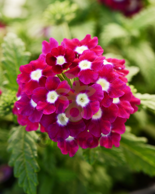 (п.ф.) Вербена Кварц Бургунди Виз Ай, 30 шт (№6-15)