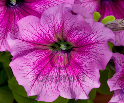 (п.ф.) Петуния Дэдди Пинк, 250 шт (№9-4-134)