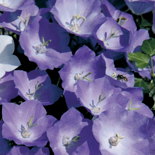 (п.ф.) Колокольчик Карпатский Перл Дип Блю F1,