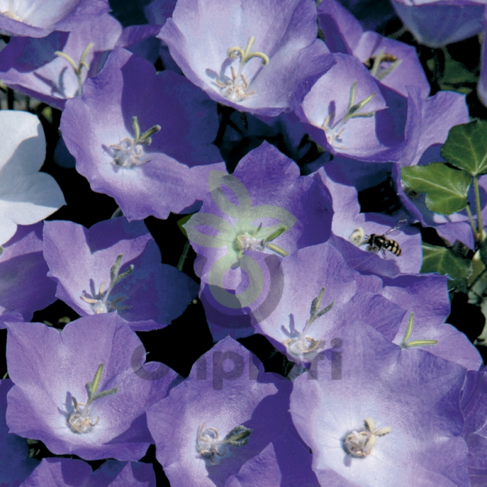 (п.ф.) Колокольчик Карпатский Перл Дип Блю F1,