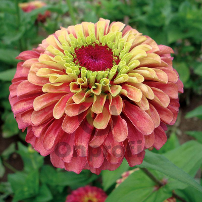 (п.ф.) Цинния Квини Лайм Ред,