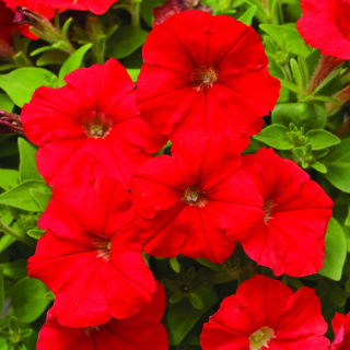 (п.ф.) Петуния Пикобелла Ред,