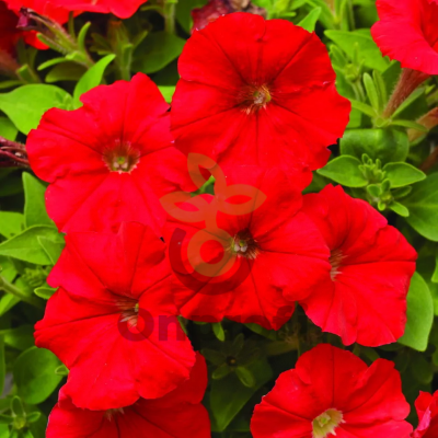 (п.ф.) Петуния Пикобелла Ред,