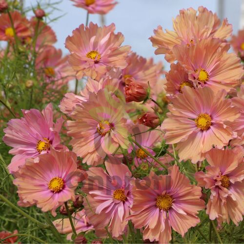 (п.ф.) Космея Эприкотта, 250шт (№6-798)