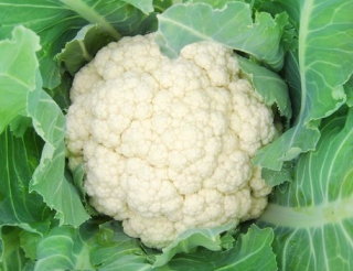 Капуста цветная Альфа, 0,5гр (фасовка)