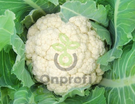 Капуста цветная Альфа, 0,5гр (фасовка)