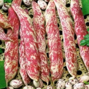 Фасоль овощная Фламинго, 10гр (фасовка)