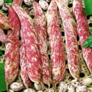 Фасоль овощная Фламинго, 10гр (фасовка)