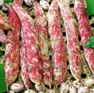 Фасоль овощная Фламинго, 10гр (фасовка)