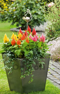 (п.ф.) Целозия Глориас Микс,