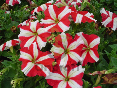 (п.ф.) Петуния Ура Ред Стар, 100 шт (№9-5-46)