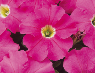 (п.ф.) Петуния Дримс Пинк,