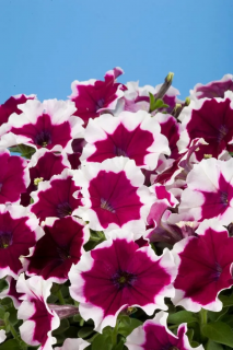 (п.ф.) Петуния Фрост Черри, 250 драже (№9-4-85)