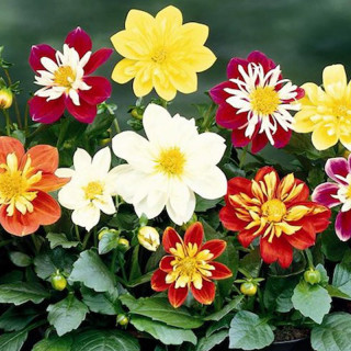 (п.ф.) Георгина Арлекин Формула Микс F1, 1000 шт (№6-614)