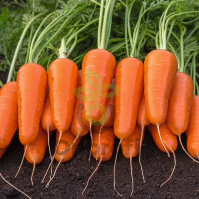 Морковь Рекси (фр.1,6-1,8),