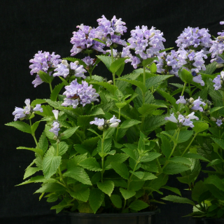 (п.ф.) Котовник Блю Пантер,