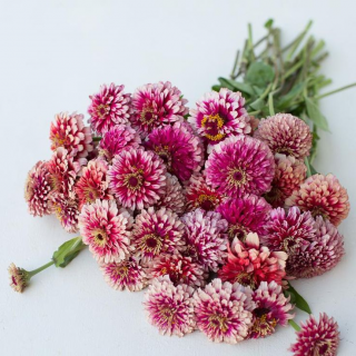 (п.ф.) Цинния Мазуркия,