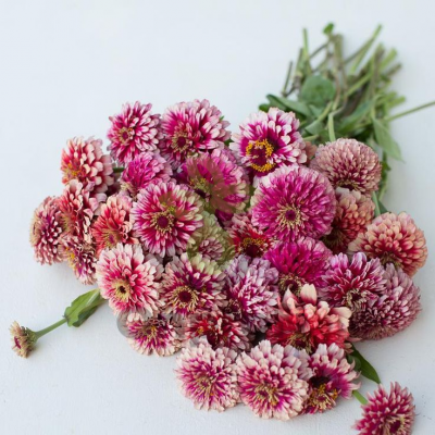 (п.ф.) Цинния Мазуркия, 2гр (6-741)