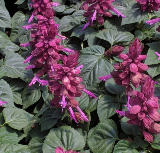 (п.ф.) Сальвия Виста Лавендер, 50 шт (№10-6)