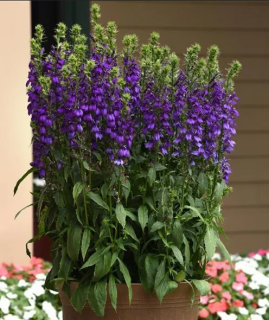 (п.ф.) Лобелия Старшип Блю,