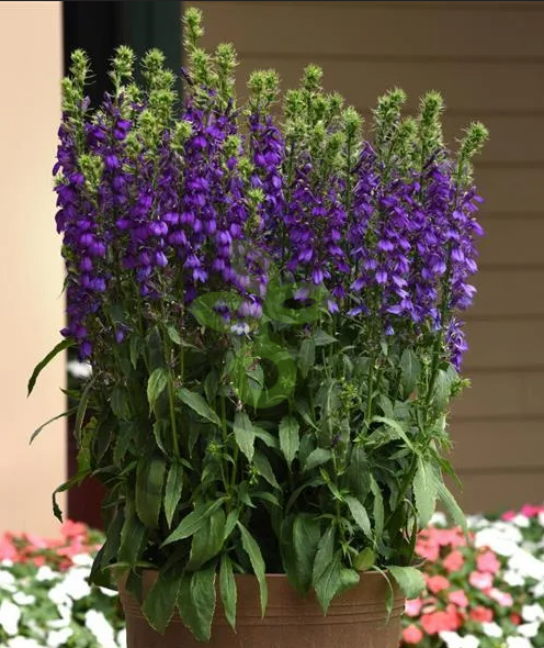 (п.ф.) Лобелия Старшип Блю,