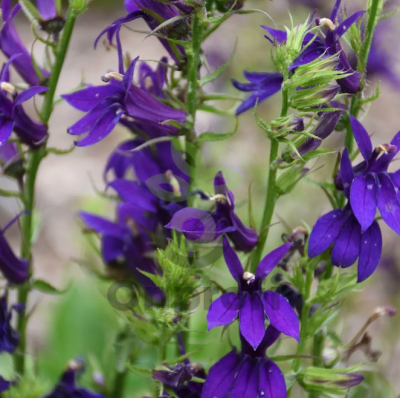 (п.ф.) Лобелия Старшип Блю,