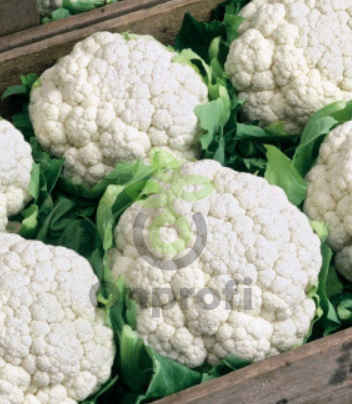 Капуста цветная Гарантия, 0,5гр (фасовка)