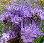 Фацелия Рязанская, 10гр (фасовка)