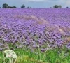 Фацелия Рязанская, 10гр (фасовка)