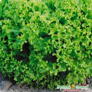 (м.ф.) Салат Изумрудное кружево листовой,1 гр